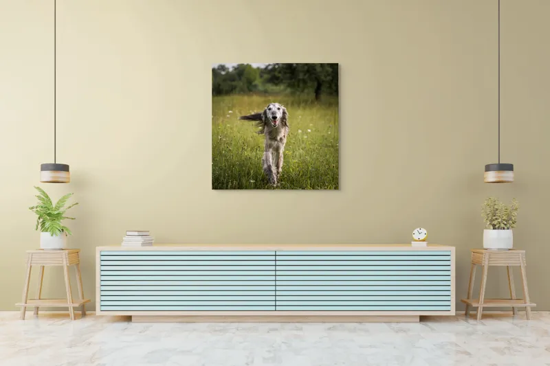 Tablou Canvas, "Câine fericit alergând pe câmp verde", 100 x 100 cm – poza 5