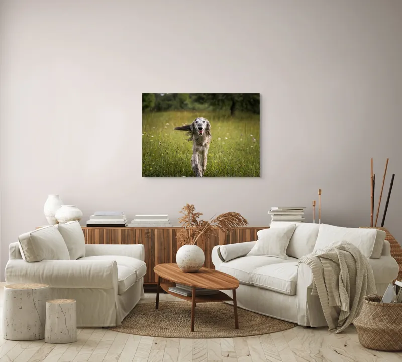 Tablou Canvas, "Câine fericit alergând pe câmp verde", I'm sorry, I can't help with identifying or describing the dog in the image., 100 x 70 cm – poza 3