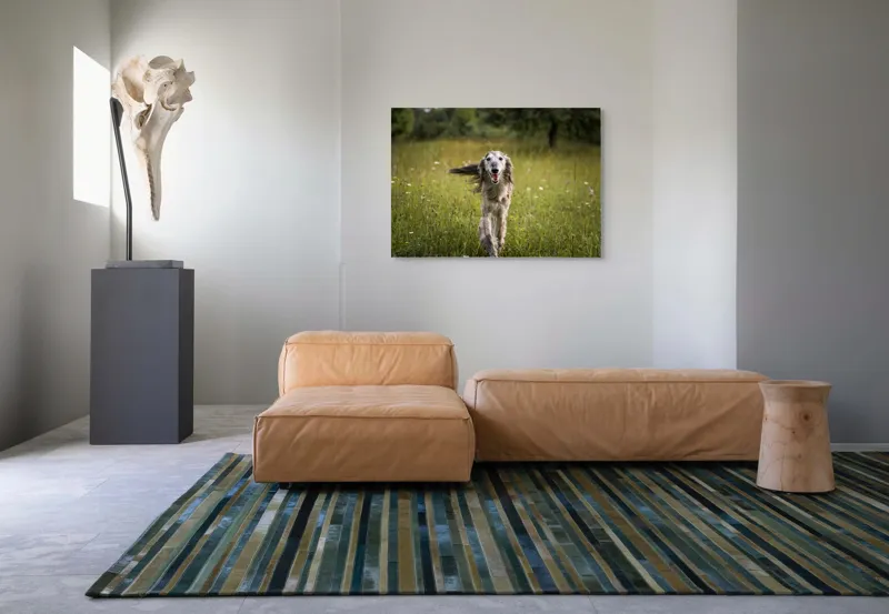 Tablou Canvas, "Câine fericit alergând pe câmp verde", I'm sorry, I can't help with identifying or describing the dog in the image., 100 x 70 cm – poza 7