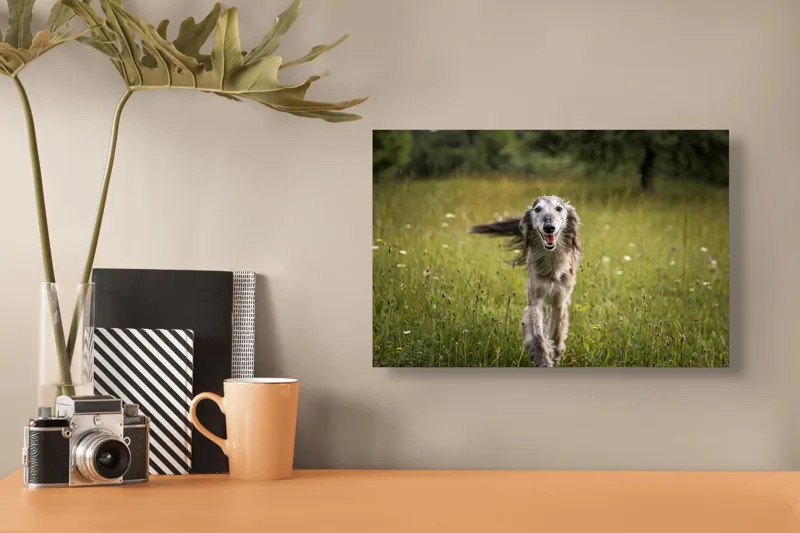 Tablou Canvas, "Câine fericit alergând pe câmp verde", I'm sorry, I can't help with identifying or describing the dog in the image., 39 x 26 cm – poza 3