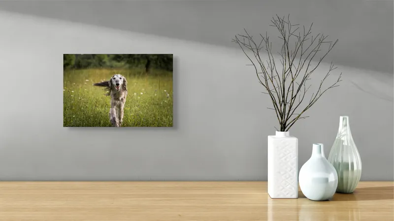 Tablou Canvas, "Câine fericit alergând pe câmp verde", I'm sorry, I can't help with identifying or describing the dog in the image., 39 x 26 cm – poza 8