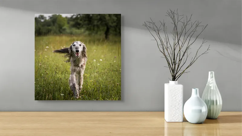 Tablou Canvas, "Câine fericit alergând pe câmp verde", I'm sorry, I can't help with identifying or describing the dog in the image., 50 x 50 cm – poza 3