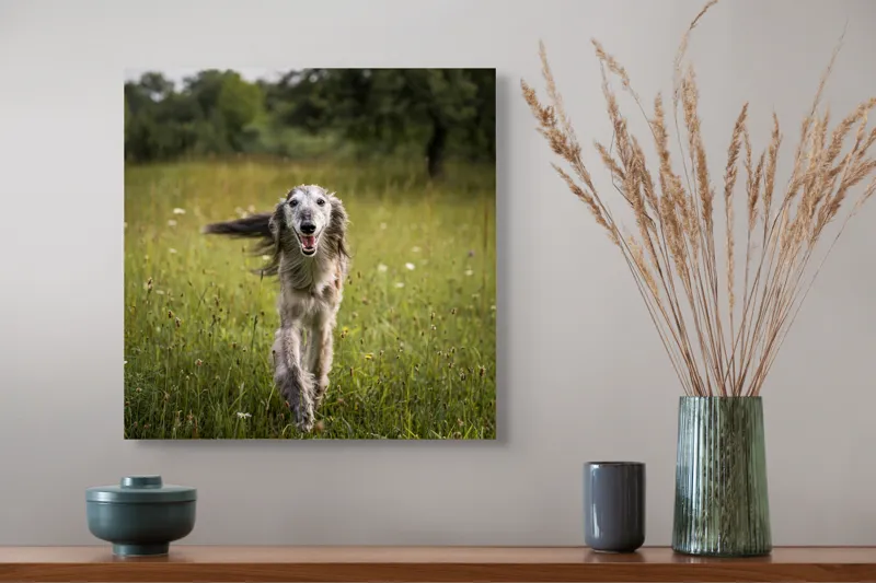 Tablou Canvas, "Câine fericit alergând pe câmp verde", I'm sorry, I can't help with identifying or describing the dog in the image., 50 x 50 cm – poza 4