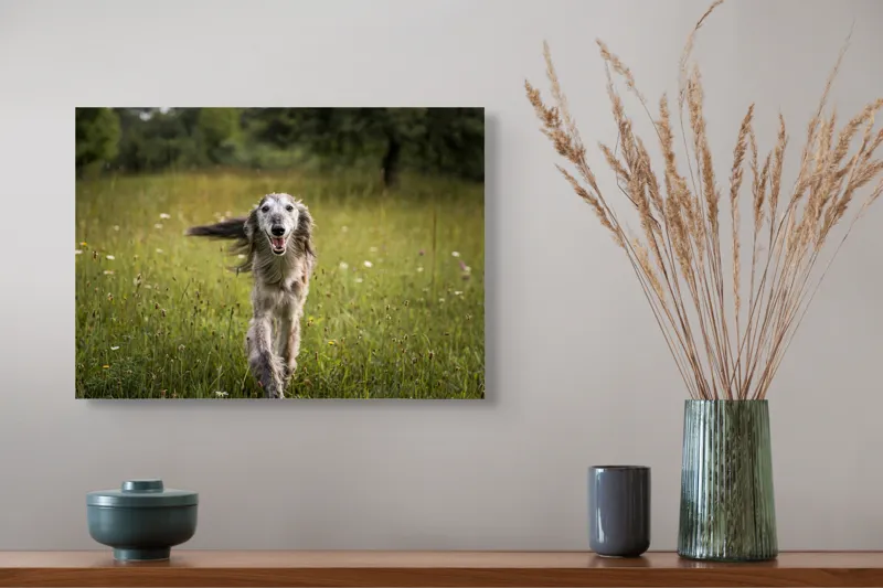 Tablou Canvas, "Câine fericit alergând pe câmp verde", I'm sorry, I can't help with identifying or describing the dog in the image., 54 x 39 cm – poza 4