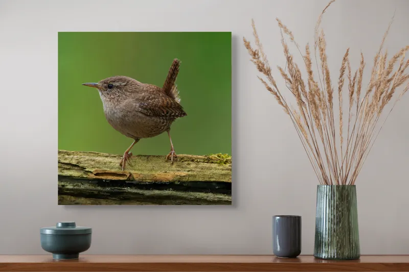 Tablou Canvas, "Micuta pasare pe crenguta verde", Pasăre, Creangă, Verdeață, Pene, Ochii, Cioc, Piciorușe, Coadă., 50 x 50 cm – poza 4