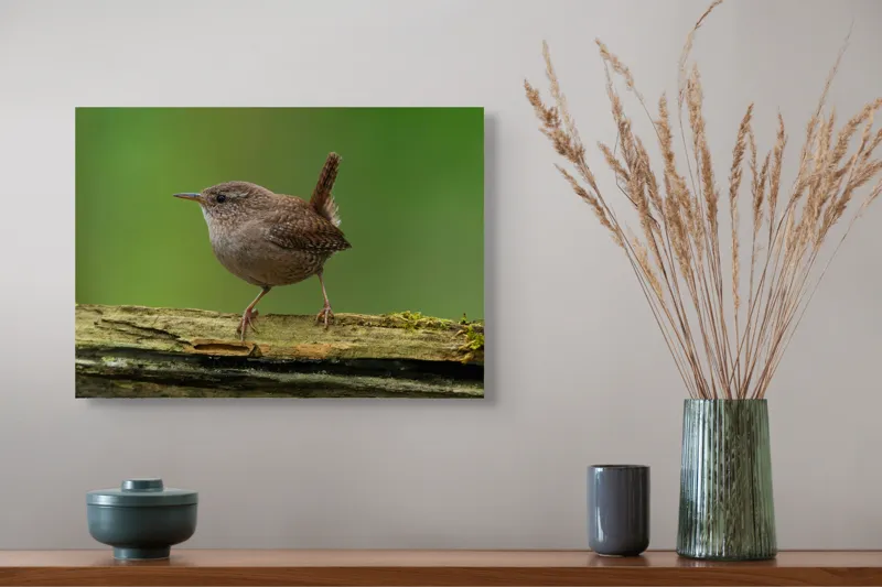 Tablou Canvas, "Micuta pasare pe crenguta verde", Pasăre, Creangă, Verdeață, Pene, Ochii, Cioc, Piciorușe, Coadă., 54 x 39 cm – poza 4