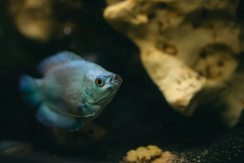 Tablou Canvas, "Peștișor albastru în adâncuri stâncoase", Pește, Albastru, Acvariu, Piatră, Apă, Înot, Lumină, Textură., 39 x 26 cm – poza 2