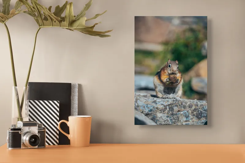Tablou Canvas, "Veverița curajoasă savurând deliciul pufos", Veveriță, Piatră, Gustare, Blană, Privire, Natură, Roci, Focuser, Mâncare, Drăgălășenie, 26 x 39 cm – poza 3