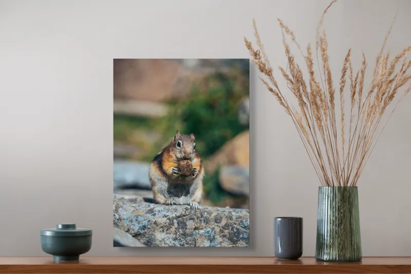 Tablou Canvas, "Veverița curajoasă savurând deliciul pufos", Veveriță, Piatră, Gustare, Blană, Privire, Natură, Roci, Focuser, Mâncare, Drăgălășenie, 39 x 54 cm – poza 3