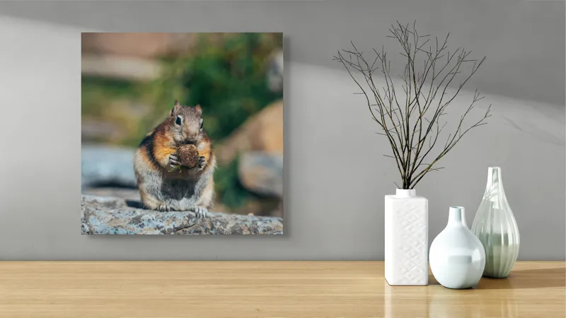 Tablou Canvas, "Veverița curajoasă savurând deliciul pufos", Veveriță, Piatră, Gustare, Blană, Privire, Natură, Roci, Focuser, Mâncare, Drăgălășenie, 50 x 50 cm – poza 3