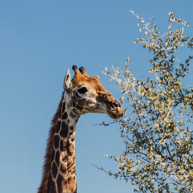 Tablou Canvas, "Giraful vesel sub cerul albastru", Giraffe, Tree, Feeding, Sky, Leaves, Nature, Wildlife, 100 x 100 cm – poza 2