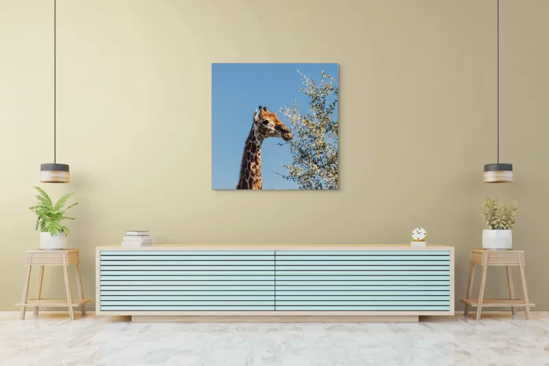 Tablou Canvas, "Giraful vesel sub cerul albastru", Giraffe, Tree, Feeding, Sky, Leaves, Nature, Wildlife, 100 x 100 cm – poza 5
