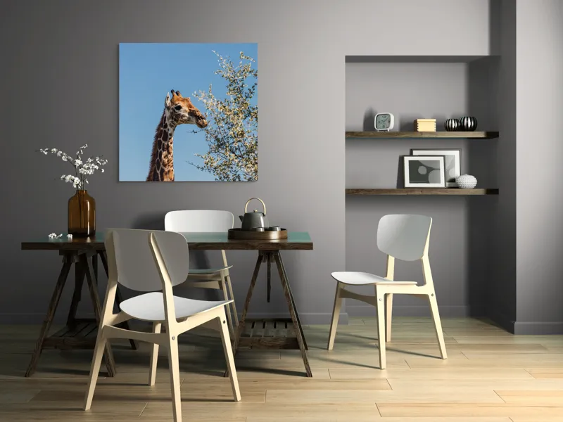 Tablou Canvas, "Giraful vesel sub cerul albastru", Giraffe, Tree, Feeding, Sky, Leaves, Nature, Wildlife, 100 x 100 cm – poza 6
