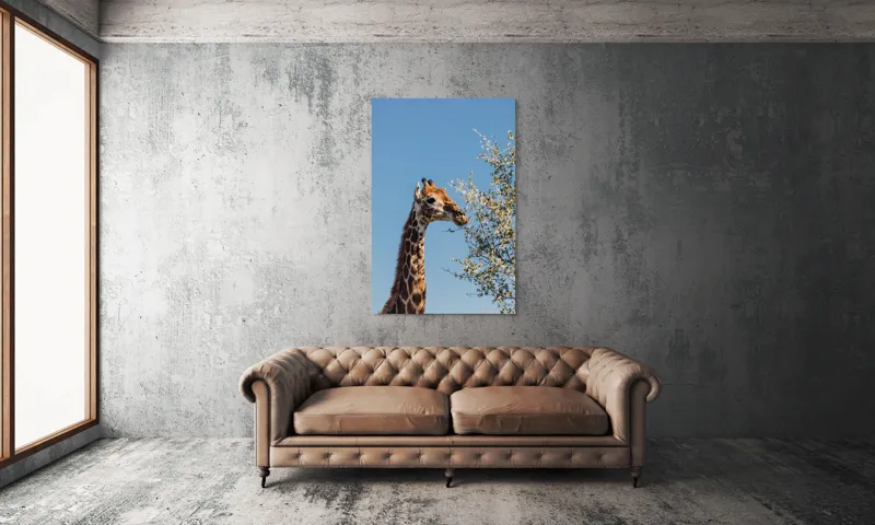 Tablou Canvas, "Giraful vesel sub cerul albastru", Giraffe, Tree, Feeding, Sky, Leaves, Nature, Wildlife, 100 x 150 cm – poza 6