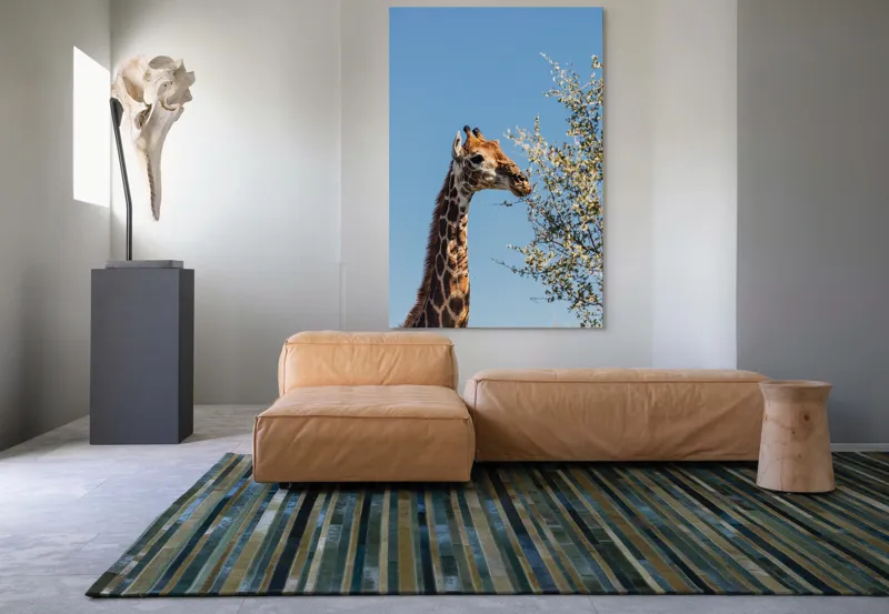 Tablou Canvas, "Giraful vesel sub cerul albastru", Giraffe, Tree, Feeding, Sky, Leaves, Nature, Wildlife, 100 x 150 cm – poza 7
