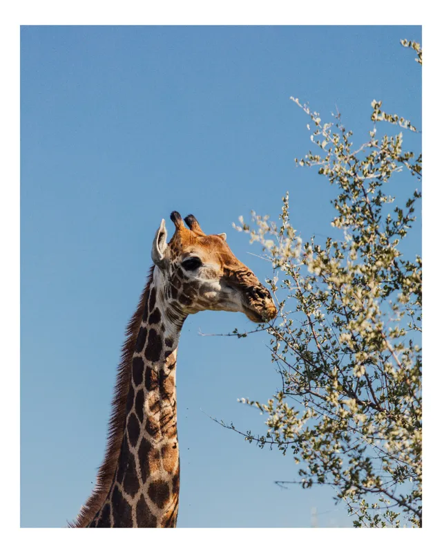 Tablou Canvas, "Giraful vesel sub cerul albastru", Giraffe, Tree, Feeding, Sky, Leaves, Nature, Wildlife, 50 x 70 cm