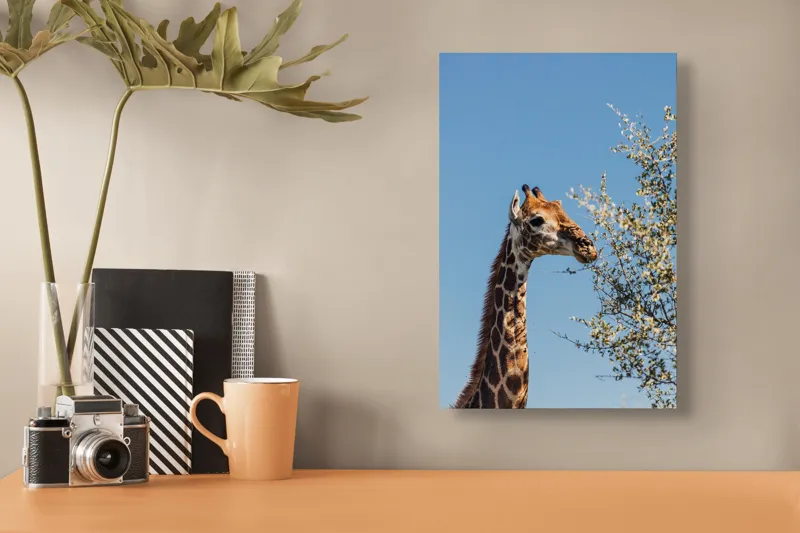 Tablou Canvas, "Giraful vesel sub cerul albastru", Giraffe, Tree, Feeding, Sky, Leaves, Nature, Wildlife, 26 x 39 cm – poza 3