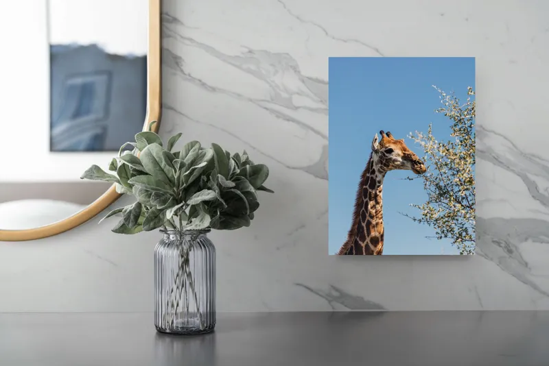 Tablou Canvas, "Giraful vesel sub cerul albastru", Giraffe, Tree, Feeding, Sky, Leaves, Nature, Wildlife, 26 x 39 cm – poza 4