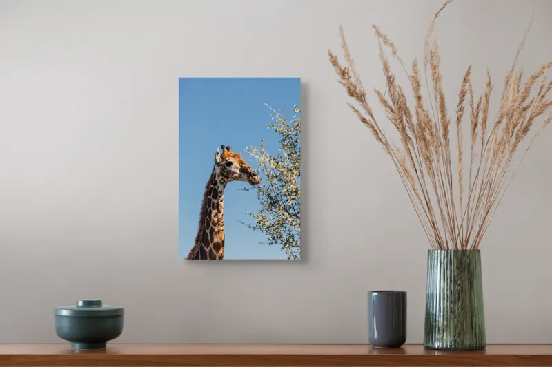 Tablou Canvas, "Giraful vesel sub cerul albastru", Giraffe, Tree, Feeding, Sky, Leaves, Nature, Wildlife, 26 x 39 cm – poza 5