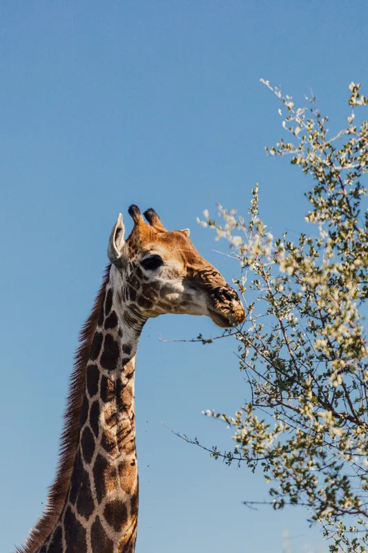 Tablou Canvas, "Giraful vesel sub cerul albastru", Giraffe, Tree, Feeding, Sky, Leaves, Nature, Wildlife, 26 x 39 cm – poza 2