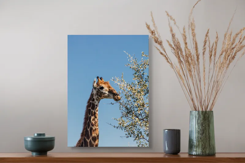Tablou Canvas, "Giraful vesel sub cerul albastru", Giraffe, Tree, Feeding, Sky, Leaves, Nature, Wildlife, 39 x 54 cm – poza 3