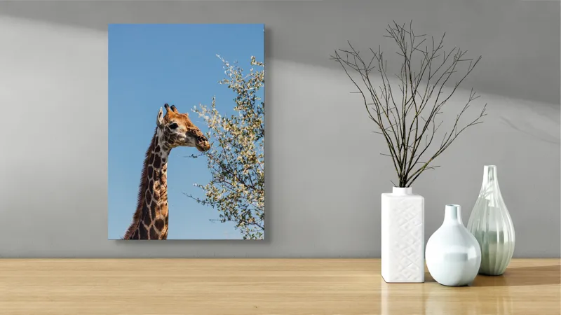 Tablou Canvas, "Giraful vesel sub cerul albastru", Giraffe, Tree, Feeding, Sky, Leaves, Nature, Wildlife, 39 x 54 cm – poza 4