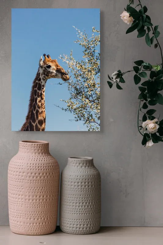 Tablou Canvas, "Giraful vesel sub cerul albastru", Giraffe, Tree, Feeding, Sky, Leaves, Nature, Wildlife, 39 x 54 cm – poza 6