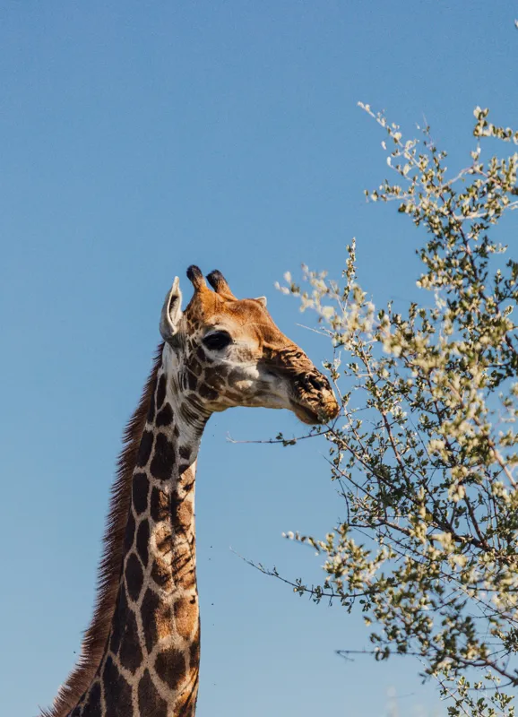 Tablou Canvas, "Giraful vesel sub cerul albastru", Giraffe, Tree, Feeding, Sky, Leaves, Nature, Wildlife, 39 x 54 cm – poza 2
