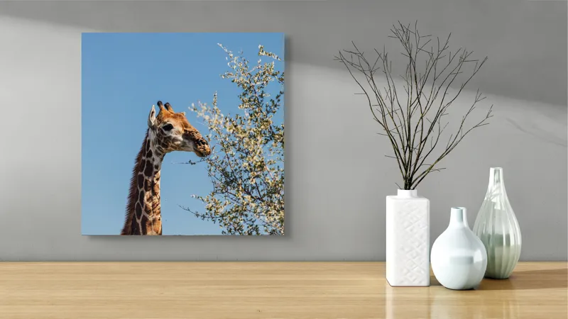 Tablou Canvas, "Giraful vesel sub cerul albastru", Giraffe, Tree, Feeding, Sky, Leaves, Nature, Wildlife, 50 x 50 cm – poza 3