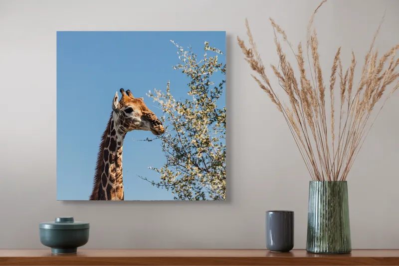 Tablou Canvas, "Giraful vesel sub cerul albastru", Giraffe, Tree, Feeding, Sky, Leaves, Nature, Wildlife, 50 x 50 cm – poza 4