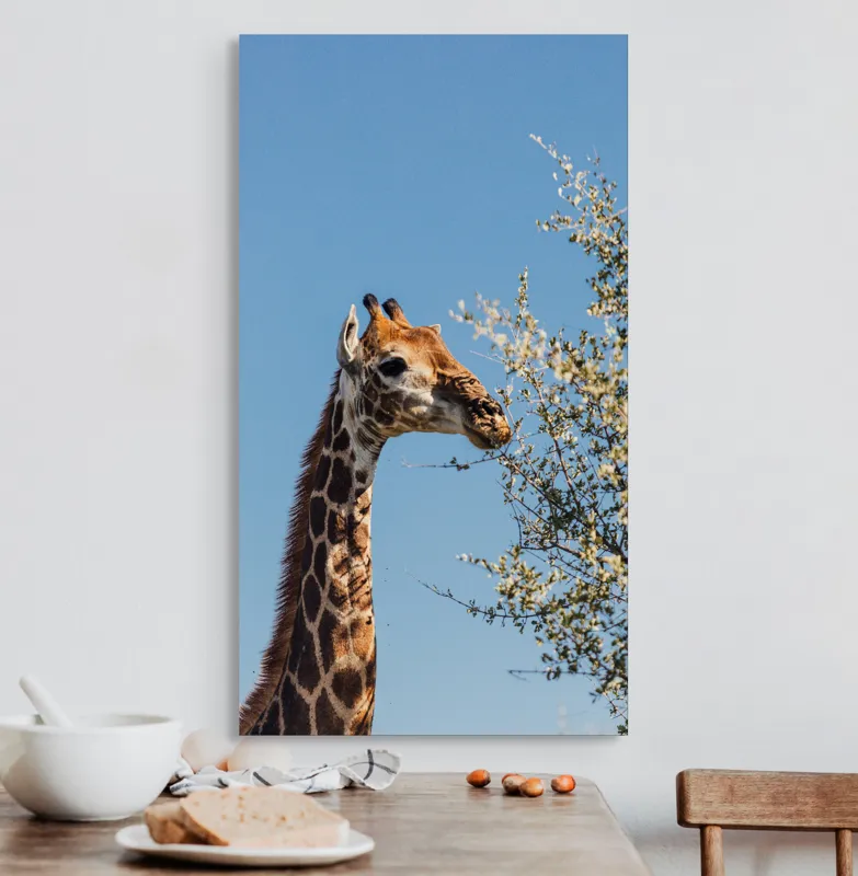 Tablou Canvas, "Giraful vesel sub cerul albastru", Giraffe, Tree, Feeding, Sky, Leaves, Nature, Wildlife, 50 x 90 cm – poza 3