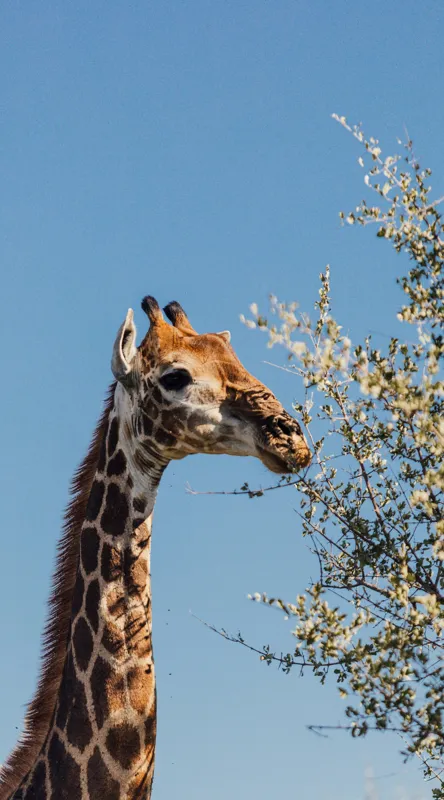 Tablou Canvas, "Giraful vesel sub cerul albastru", Giraffe, Tree, Feeding, Sky, Leaves, Nature, Wildlife, 50 x 90 cm – poza 2