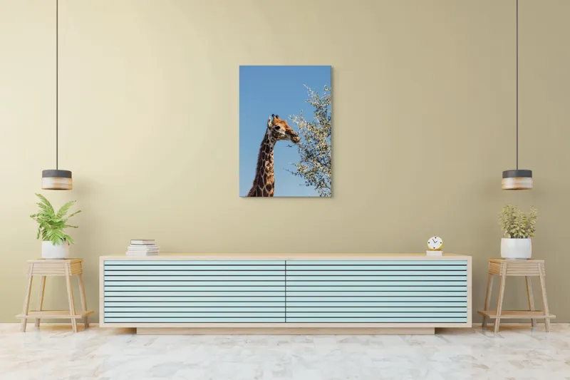 Tablou Canvas, "Giraful vesel sub cerul albastru", Giraffe, Tree, Feeding, Sky, Leaves, Nature, Wildlife, 70 x 100 cm – poza 5