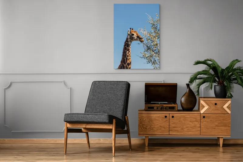 Tablou Canvas, "Giraful vesel sub cerul albastru", Giraffe, Tree, Feeding, Sky, Leaves, Nature, Wildlife, 70 x 100 cm – poza 6