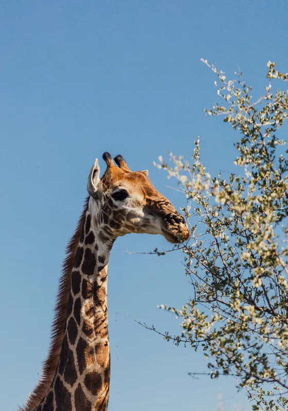 Tablou Canvas, "Giraful vesel sub cerul albastru", Giraffe, Tree, Feeding, Sky, Leaves, Nature, Wildlife, 70 x 100 cm – poza 2