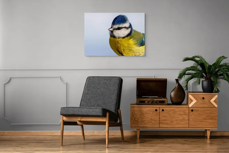 Tablou Canvas, "Albastrul cerului pe aripi delicate", Albastru, Galben, Delicat, Natură, Pene, Viu, Ochi, Contrast, Plăcut, Armonios, 100 x 70 cm – poza 8