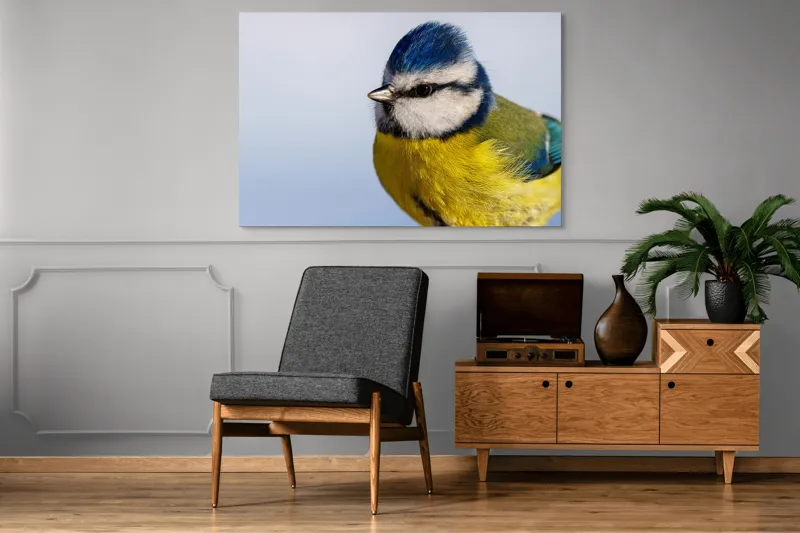 Tablou Canvas, "Albastrul cerului pe aripi delicate", Albastru, Galben, Delicat, Natură, Pene, Viu, Ochi, Contrast, Plăcut, Armonios, 150 x 100 cm – poza 8