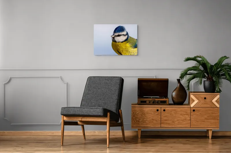 Tablou Canvas, "Albastrul cerului pe aripi delicate", Albastru, Galben, Delicat, Natură, Pene, Viu, Ochi, Contrast, Plăcut, Armonios, 70 x 50 cm – poza 4