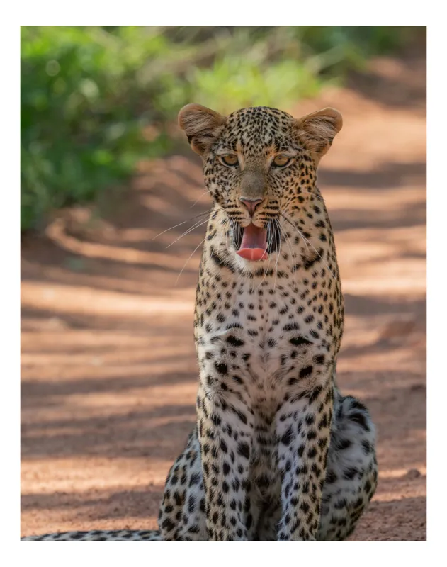 Tablou Canvas, "Leopard odihnindu-se pe potecă însorită", Leopard, Pistrui, Eleganță, Natură, Prădător, Adăpost, Blană, Putere, 39 x 54 cm