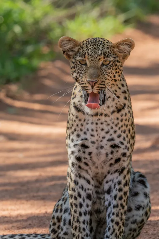 Tablou Canvas, "Leopard odihnindu-se pe potecă însorită", Leopard, Pistrui, Eleganță, Natură, Prădător, Adăpost, Blană, Putere, 26 x 39 cm – poza 2
