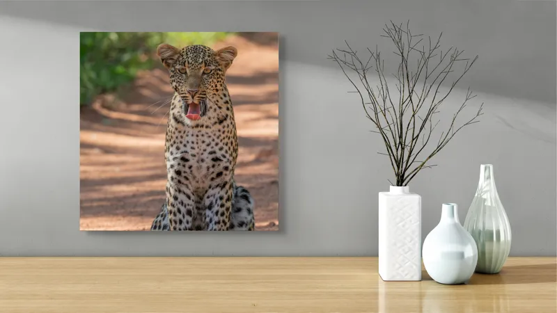 Tablou Canvas, "Leopard odihnindu-se pe potecă însorită", Leopard, Pistrui, Eleganță, Natură, Prădător, Adăpost, Blană, Putere, 50 x 50 cm – poza 3