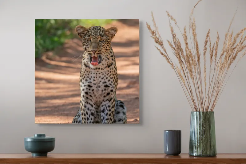 Tablou Canvas, "Leopard odihnindu-se pe potecă însorită", Leopard, Pistrui, Eleganță, Natură, Prădător, Adăpost, Blană, Putere, 50 x 50 cm – poza 4