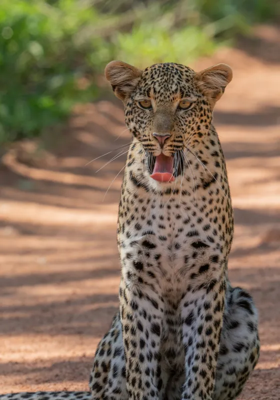 Tablou Canvas, "Leopard odihnindu-se pe potecă însorită", Leopard, Pistrui, Eleganță, Natură, Prădător, Adăpost, Blană, Putere, 70 x 100 cm – poza 2