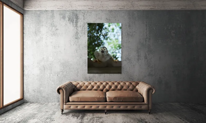 Tablou Canvas, "Maimuța contemplând cerul cu voie bună", Maimuță, Frunze, Cer, Bokeh, Gri, Blană, Lumină, Privire, 100 x 150 cm – poza 6