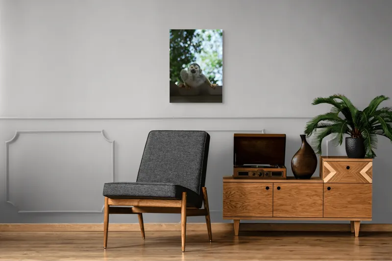 Tablou Canvas, "Maimuța contemplând cerul cu voie bună", Maimuță, Frunze, Cer, Bokeh, Gri, Blană, Lumină, Privire, 50 x 70 cm – poza 8
