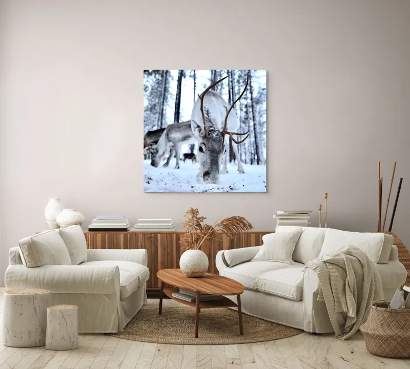 Tablou Canvas, "Renii în căutarea hranei în zăpadă", Ren, Zăpadă, Pădure, Coarne, Iarnă, Animale, Natură, Frig, Nordic, Căutare, 100 x 100 cm – poza 3