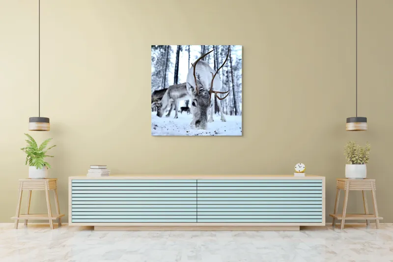 Tablou Canvas, "Renii în căutarea hranei în zăpadă", Ren, Zăpadă, Pădure, Coarne, Iarnă, Animale, Natură, Frig, Nordic, Căutare, 100 x 100 cm – poza 5