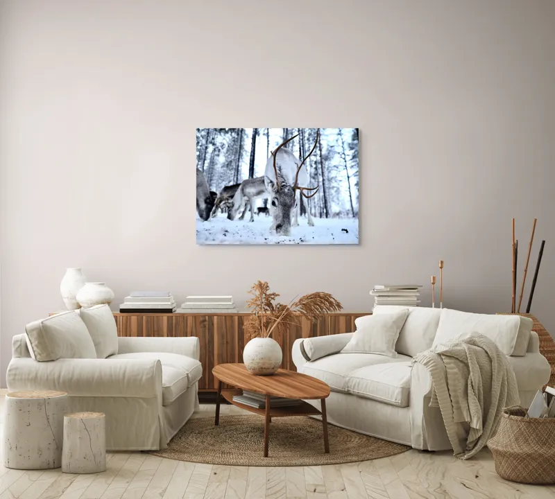 Tablou Canvas, "Renii în căutarea hranei în zăpadă", Ren, Zăpadă, Pădure, Coarne, Iarnă, Animale, Natură, Frig, Nordic, Căutare, 100 x 70 cm – poza 3