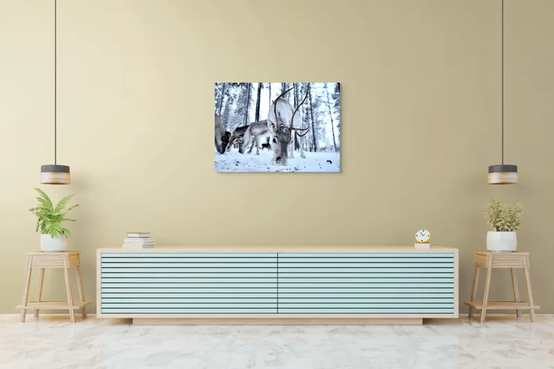 Tablou Canvas, "Renii în căutarea hranei în zăpadă", Ren, Zăpadă, Pădure, Coarne, Iarnă, Animale, Natură, Frig, Nordic, Căutare, 100 x 70 cm – poza 4