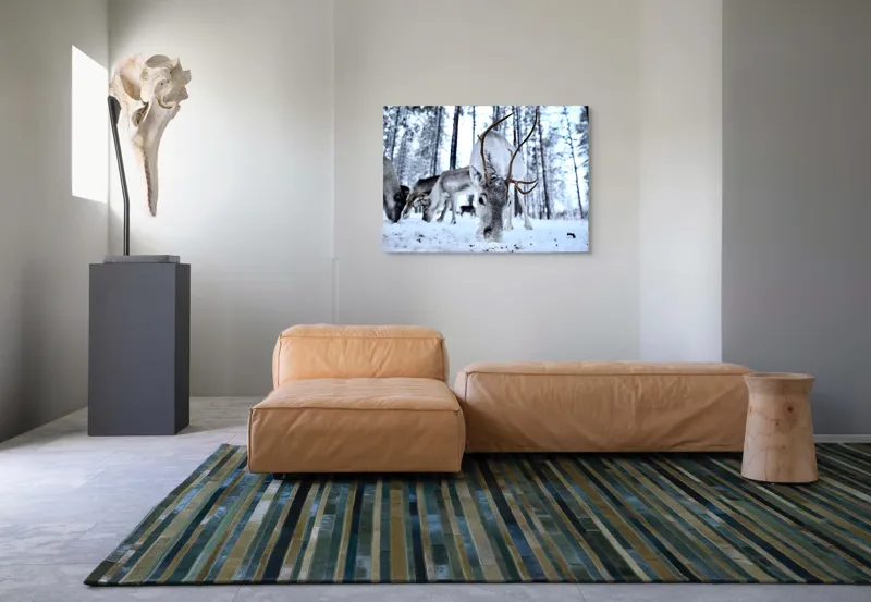 Tablou Canvas, "Renii în căutarea hranei în zăpadă", Ren, Zăpadă, Pădure, Coarne, Iarnă, Animale, Natură, Frig, Nordic, Căutare, 100 x 70 cm – poza 7